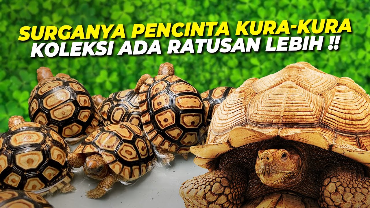 HIDDEN GEMS‼️SURGA PENCINTA KURA-KURA DI JOGJA‼️PUNYA RATUSAN KOLEKSI KURA DARAT & AIR‼️SAFARI KURA