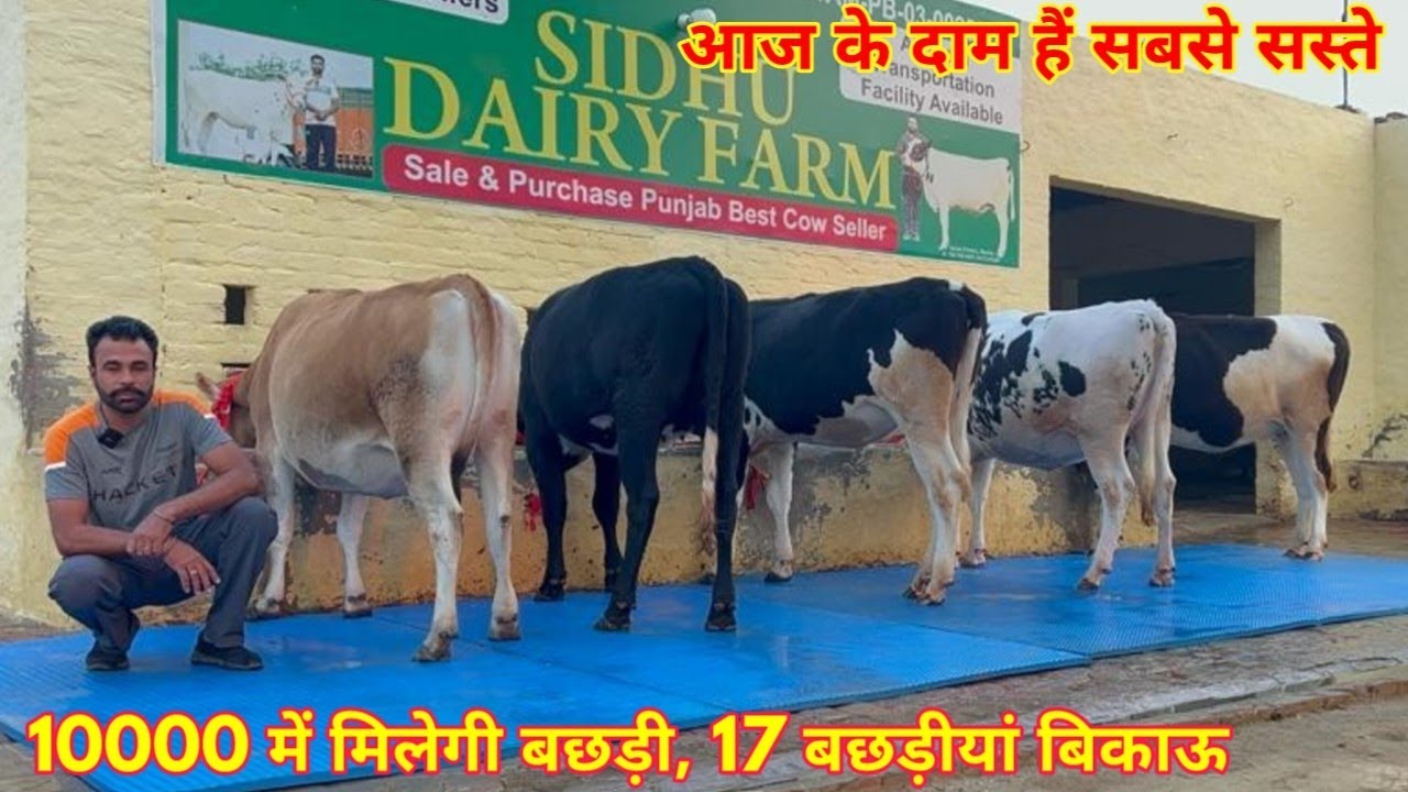 10000 से शुरू हैं आज के दाम। 17 बछड़ीयां बिकाऊ, 30 लीटर दूध। Sidhu Dairy Farm, Bathinda, Punjab