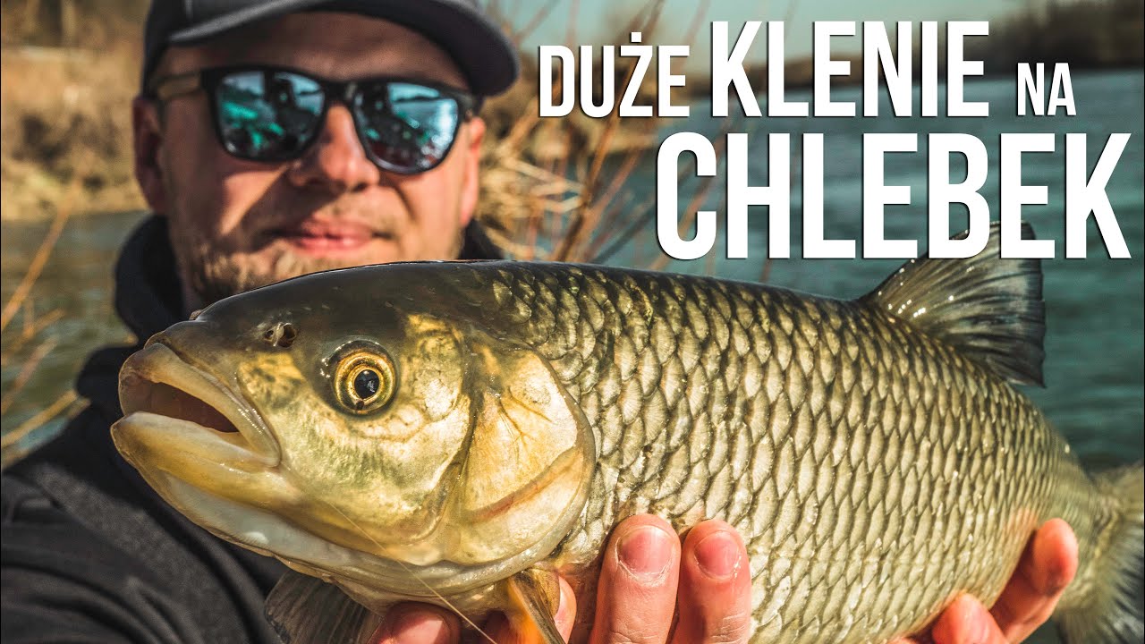 Ogromne klenie, chlebek, feeder