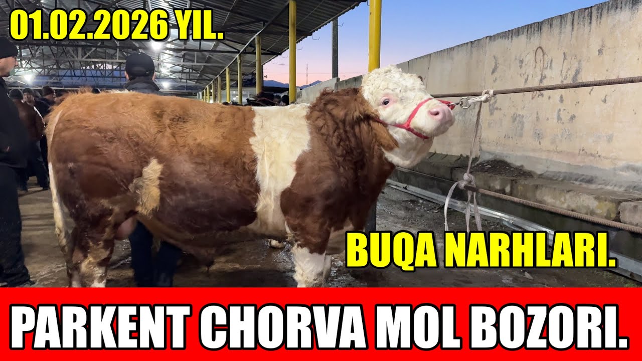 TOSHKENT VIL, PARKENT TUMANI, BOYQOZON QO’RG’ONI, CHORVA MOL BOZORI, BUQA NARHLARI.