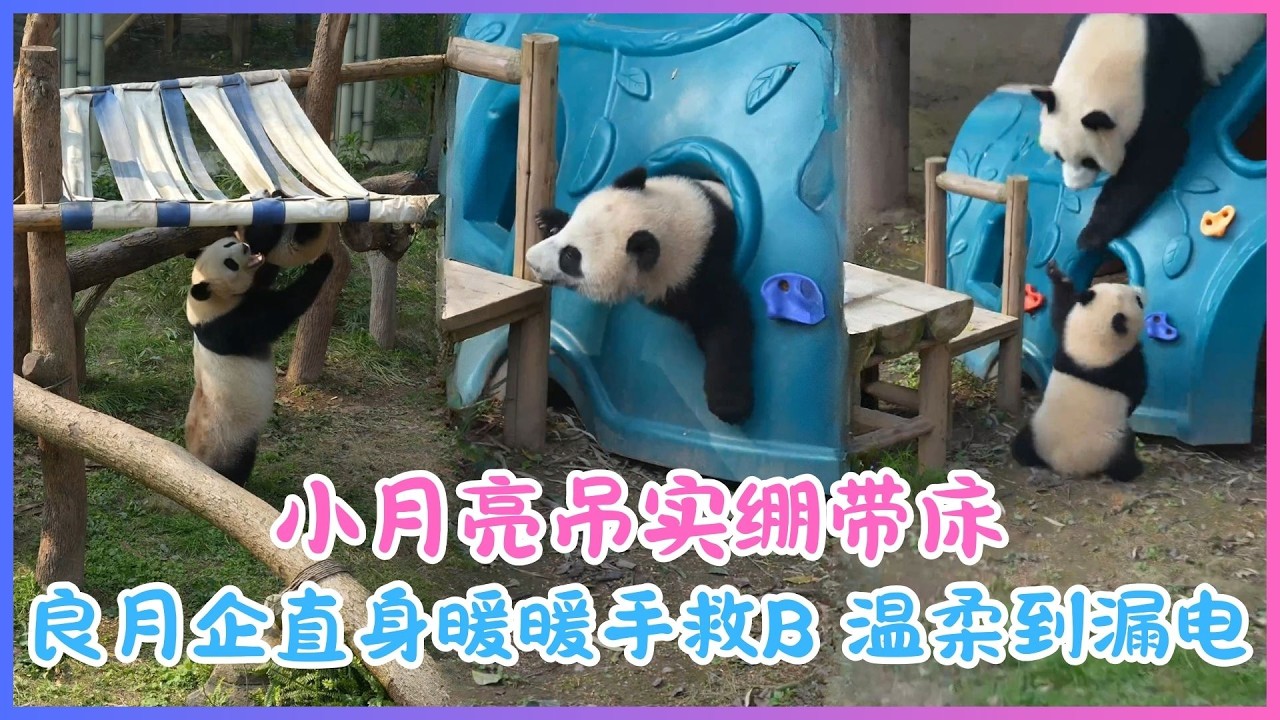 26.02.05💖小月亮吊实绷带床～良月企直身暖暖手救B！新手妈妈温柔到漏电，魔童臂力超班吊足三分几钟威尽，甜到漏油🐼