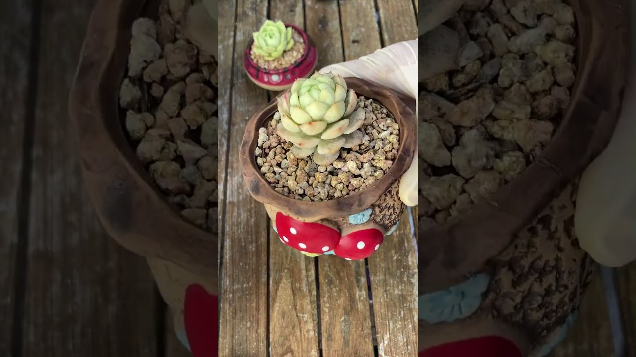 Repotting succulents- Thay chậu sen đá #senda #succulent #plants 