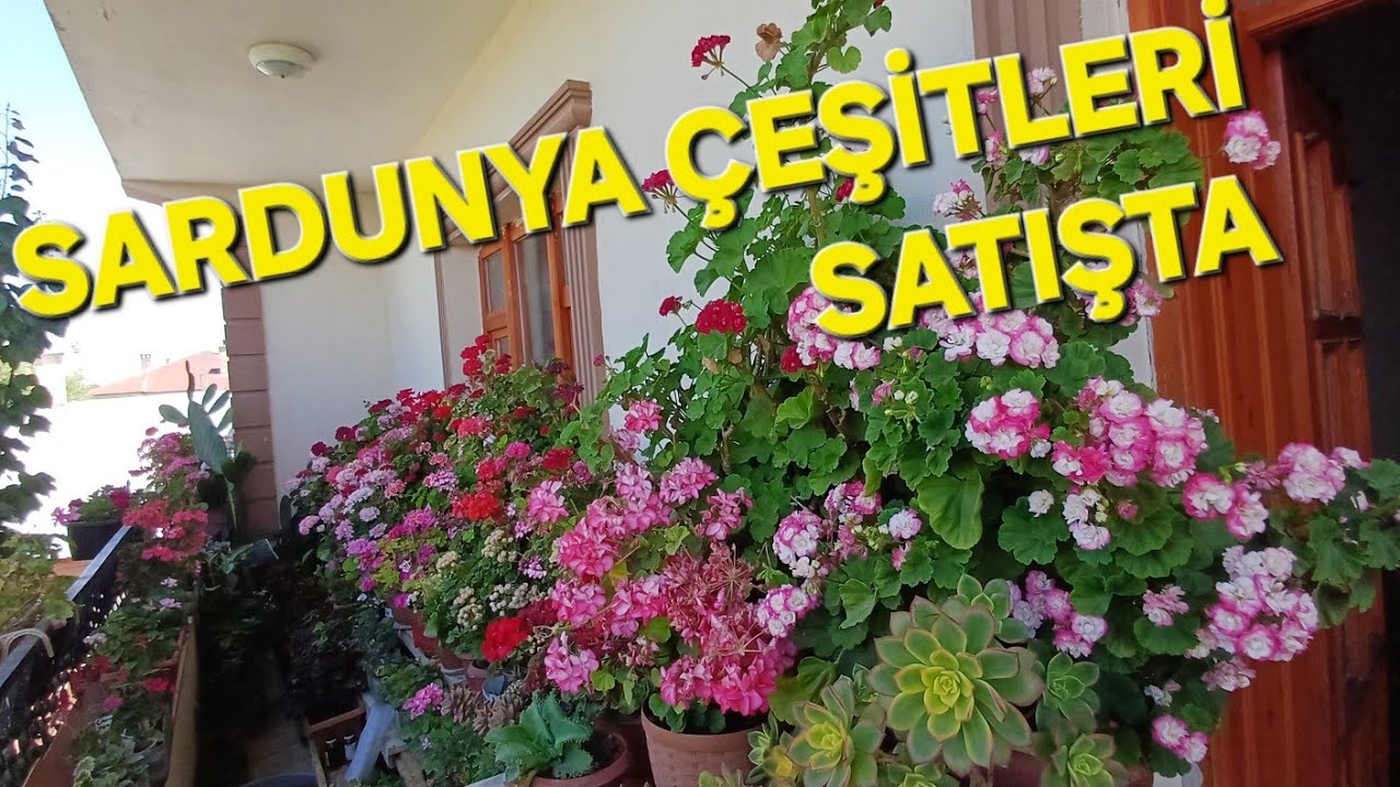 🌷SARDUNYA ÇEŞİTLERİ 📦