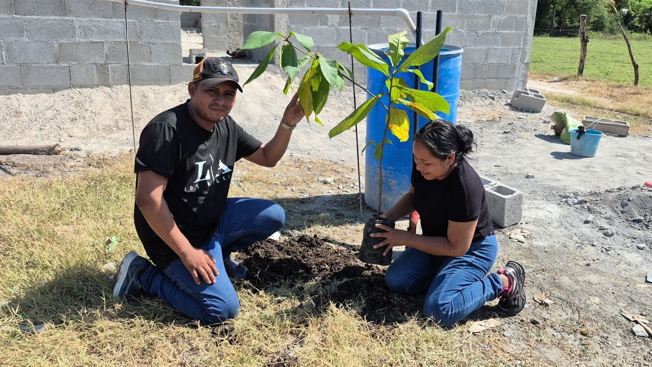 Sembramos los primeros arbolitos para sombra esta será el área verde 🌴🏡