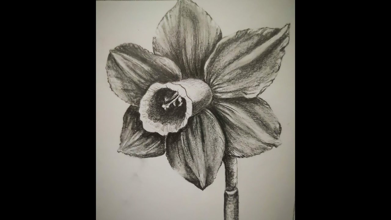 How to draw a daffodil or narcissus