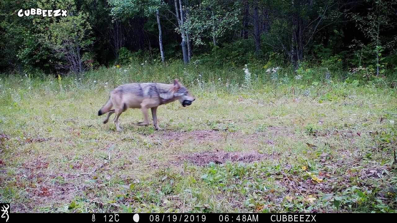 Wild Wolf Plays With Dog Ball & Lynx Arrives Late - Aug 18, 2019