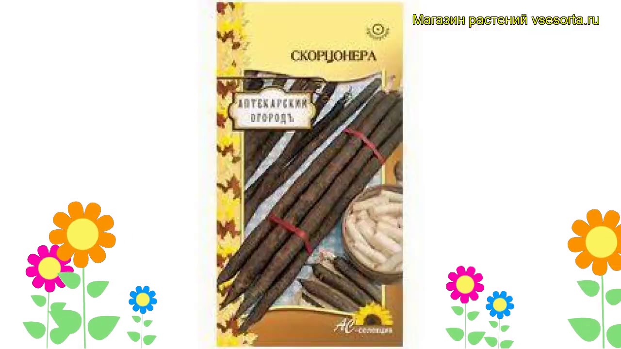 Скорцонера. Краткий обзор: Скорцонера описание характеристик, где купить семена scorzonera hispanica