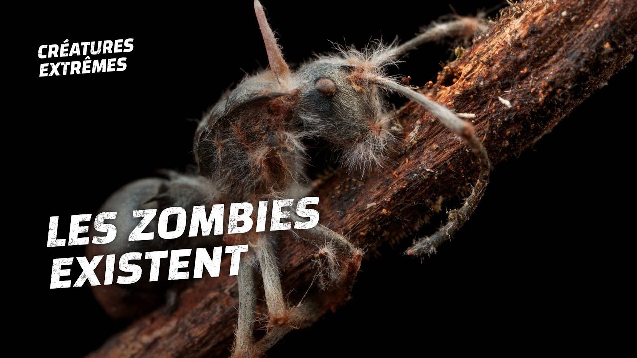 Ce champignon parasite zombifie les fourmis !