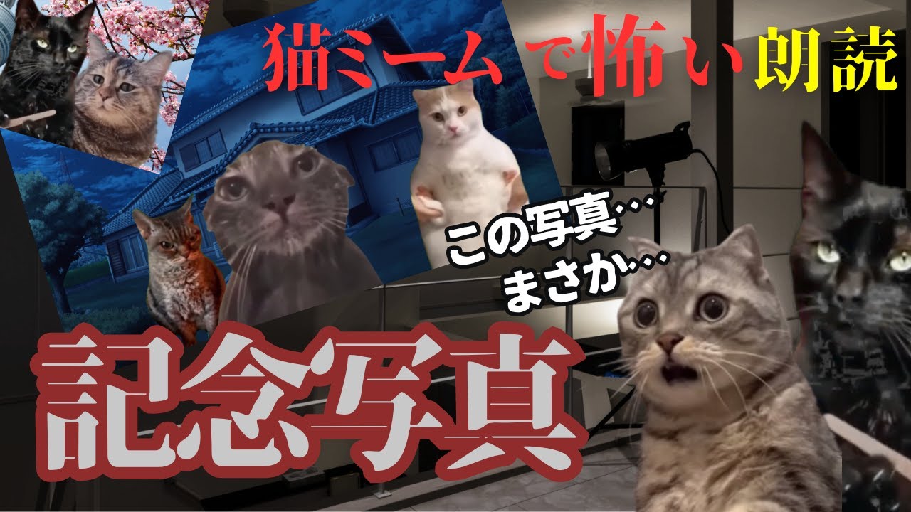 【猫ミーム×ホラー朗読】なにこの写真…嘘でしょ？…叔父が経営する写真館で見せられた何の変哲もない家族の記念写真…実は…＋おまけ　#猫マニ #怖い話 #朗読 #体験談