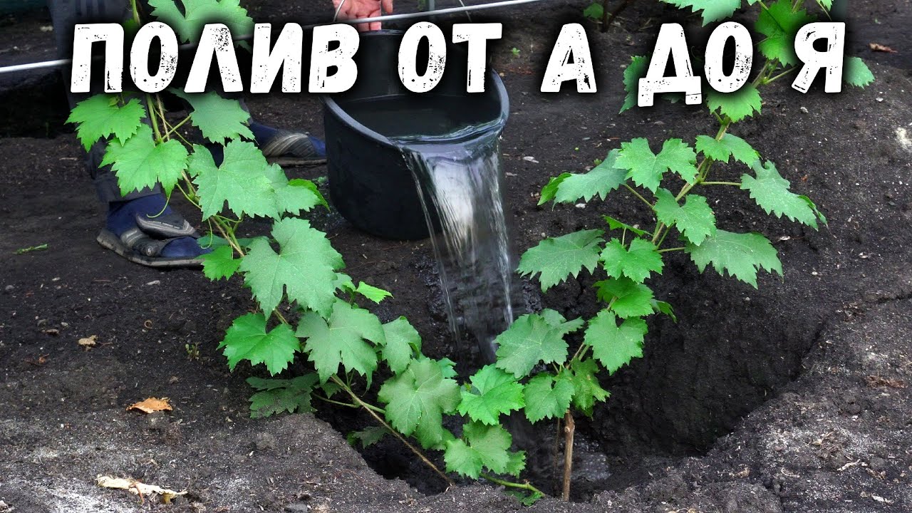 Как правильно поливать виноград? От А до Я