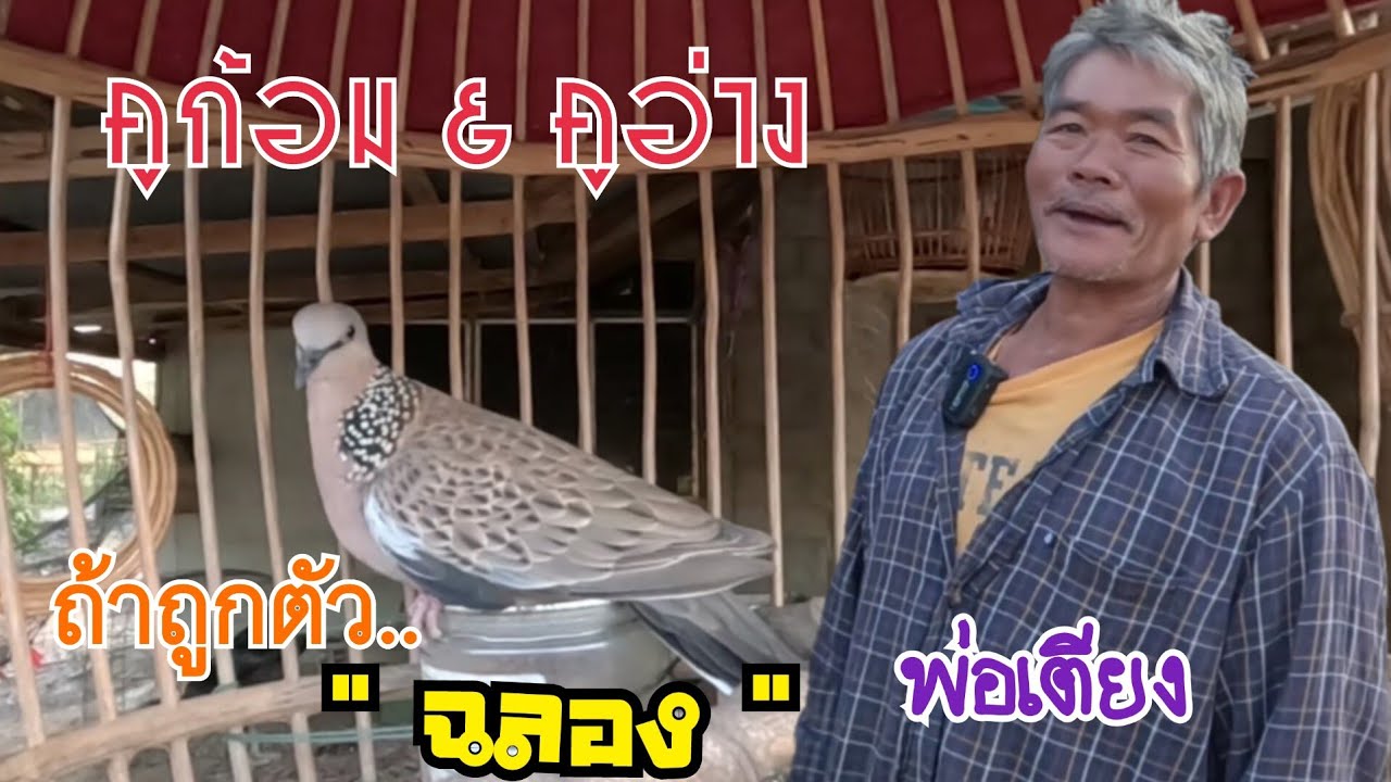 คูก้อม& คูอ่าง ในตัวเดียว ถ้าถูกตัวนกเขาใหญ่ตัวนี้ “ฉลอง”