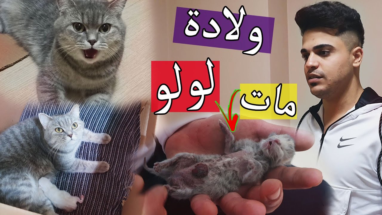 واخيرن لولو ولدت وعرفنا مين الاب ؟؟ نهاية بشعة !!