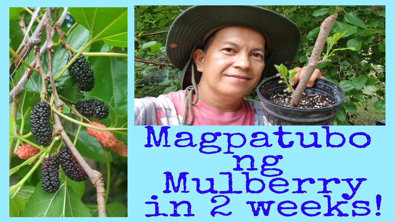 Pagpapatubo ng Mulberry, How to grow Mulberry from cuttings