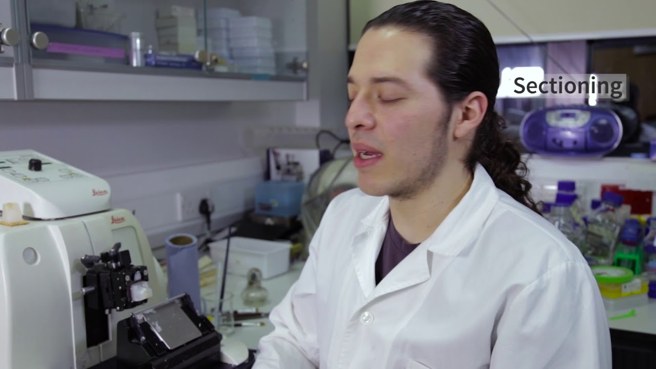 QMUL Science Alive: In situ hybridisation