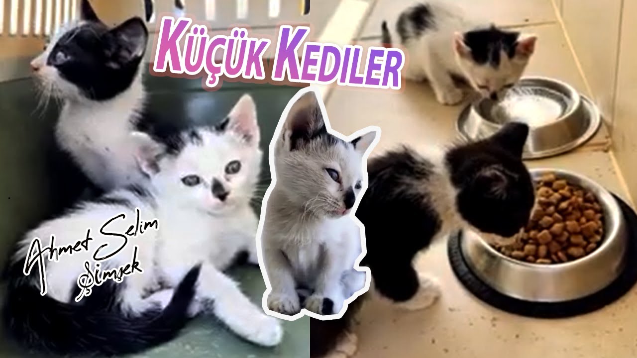 K&uuml;&ccedil;&uuml;k Kediler. @CatsandGold