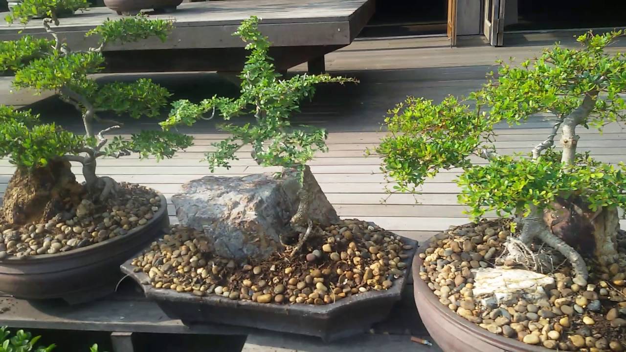 Bonsai on tour in Thailand