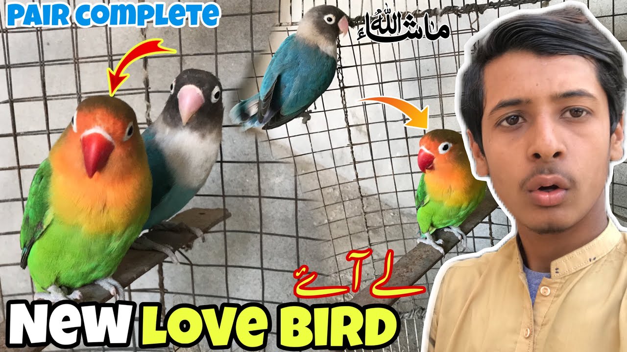 New Love Bird La Aya | Birds Pair Complete Ho Gaya 