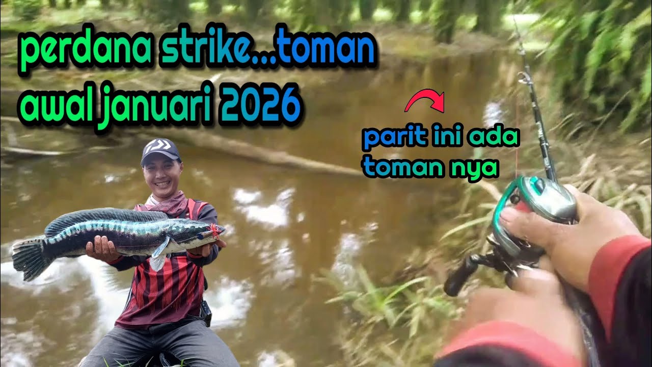 STRIKE TOMAN ‼️di parit sawit awal januari 2026