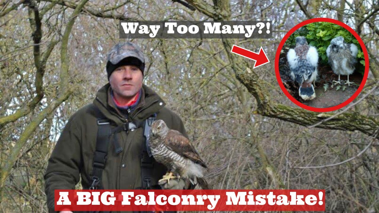 A BIG Falconry Mistake! Watch This Video Now BEFORE You Make This Mistake, Falconry Tips