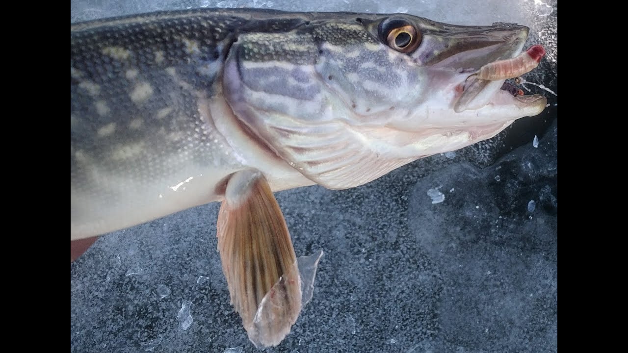 Ice fishing Quinte | Northern pike on SMALL BAITS!!