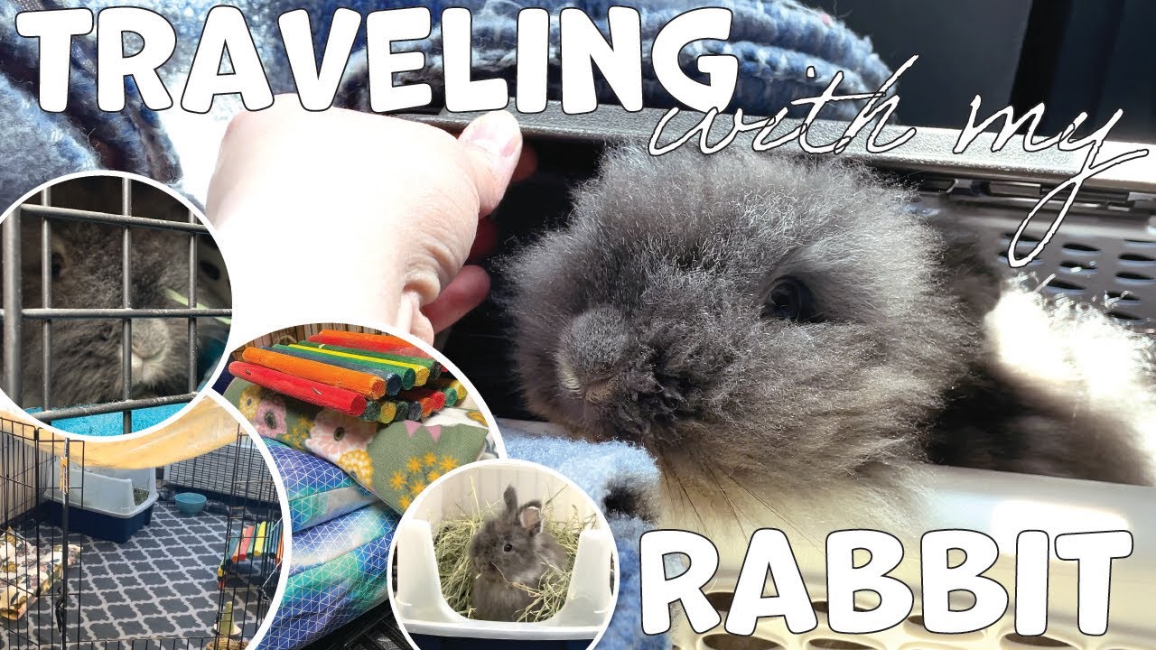 TRAVELING WITH RABBITS: How to Travel with Your Bunny | Packing, Long Car Ride, and Hotel Stay