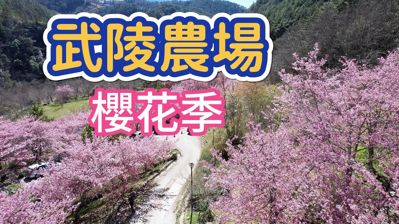 武陵農場美麗的櫻花~