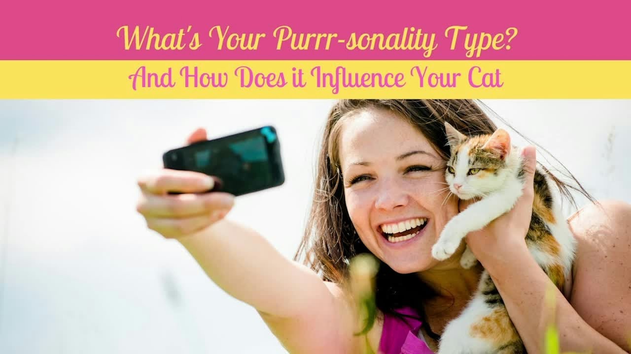What's Your Purr-sonality Type?