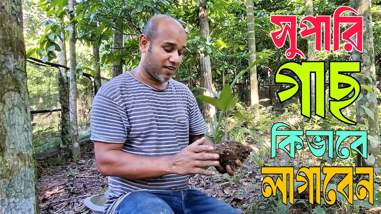 👉 “সুপারি গাছ লাগানোর সহজ উপায় 🌴 | ঘরে বসেই সুপারি চাষ শিখুন | Betel Nut Tree Plantation Tips 