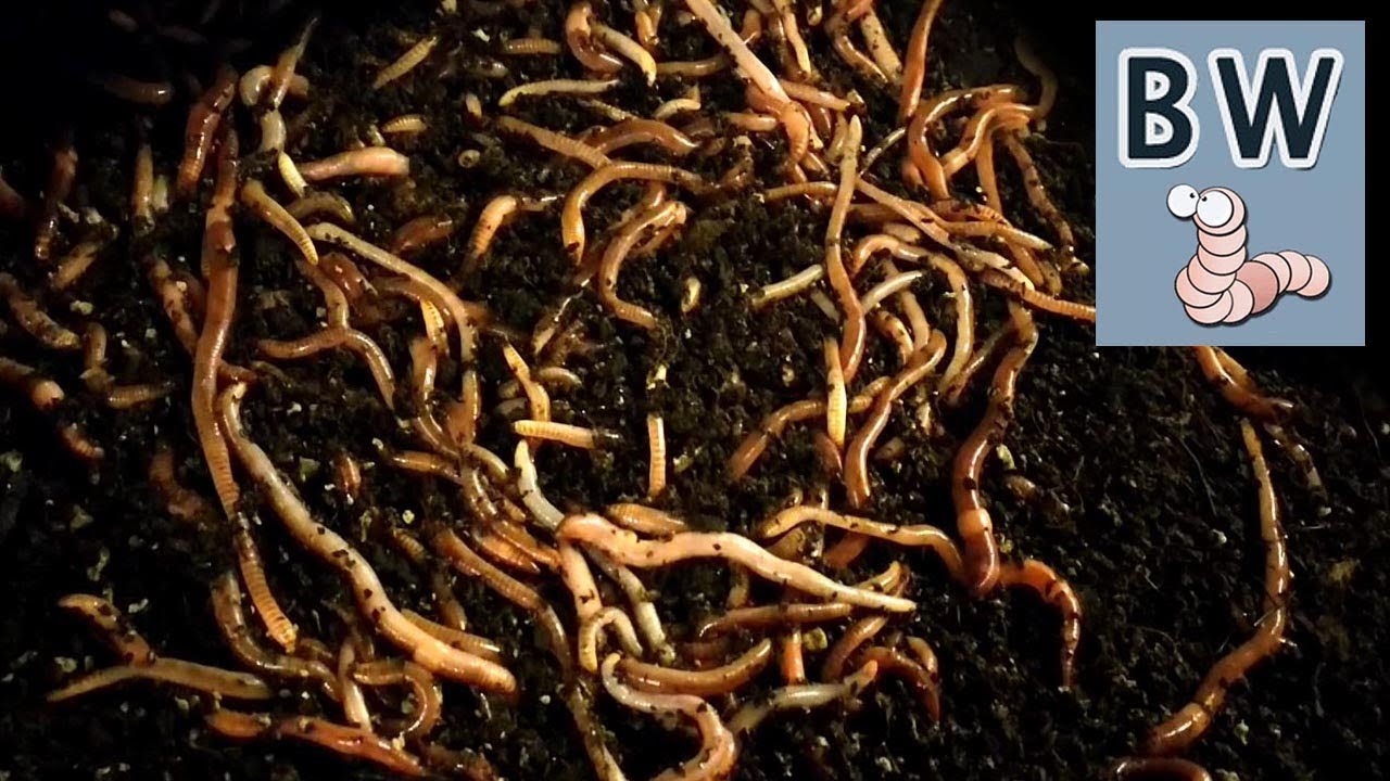 Worm Breeding Step by Step