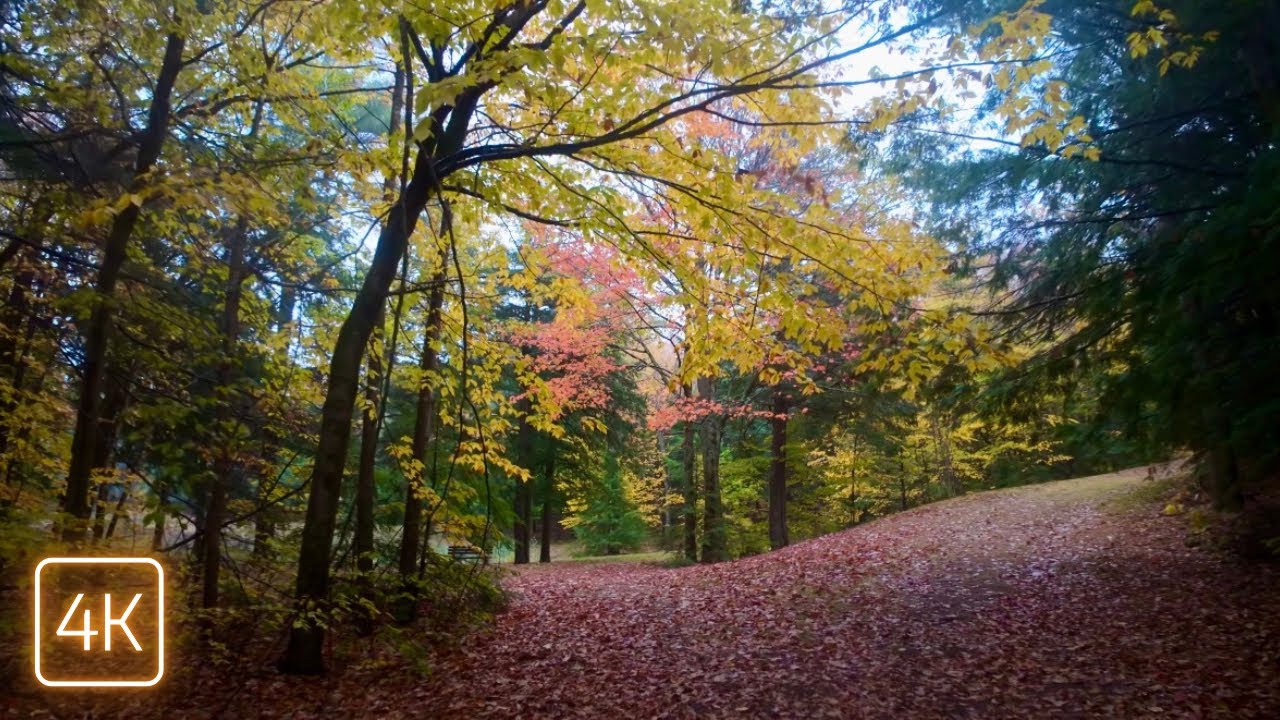 Deeply Relaxing Rain Walk Through a Maine Autumn Forest | 4K Binaural Sound