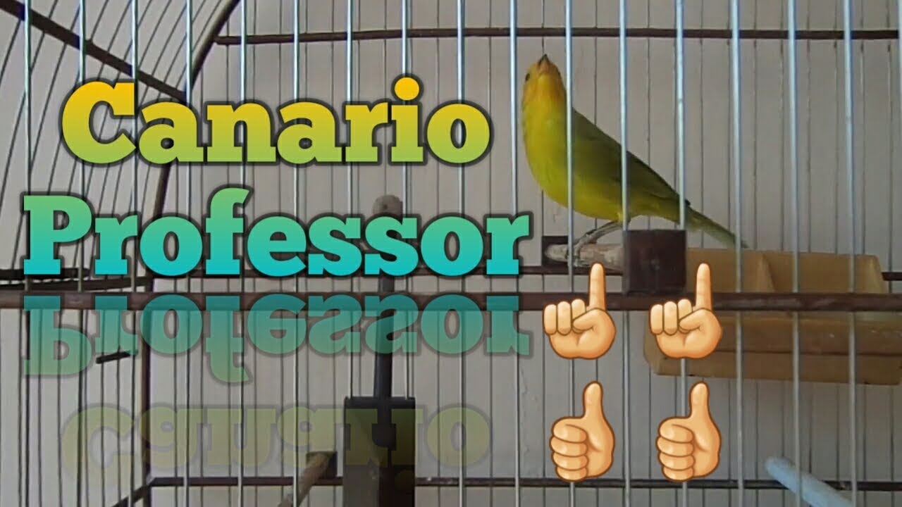 CANARIO  TERRA  (PROFESSOR)