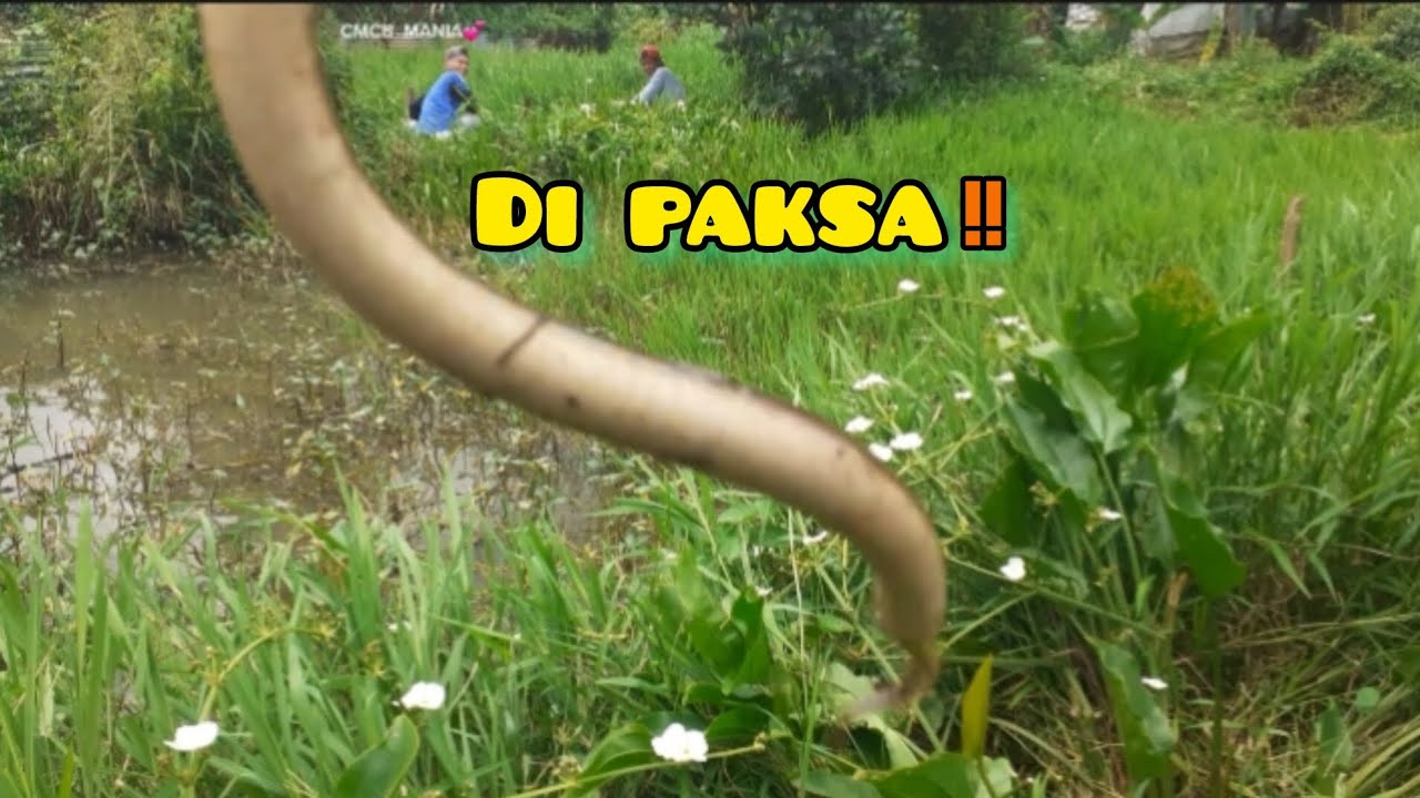 DI PAKSA ‼#