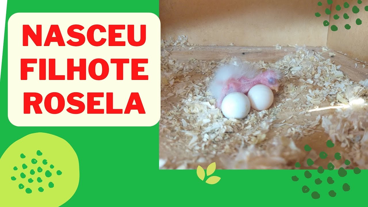Nasceu Filhote Rosela