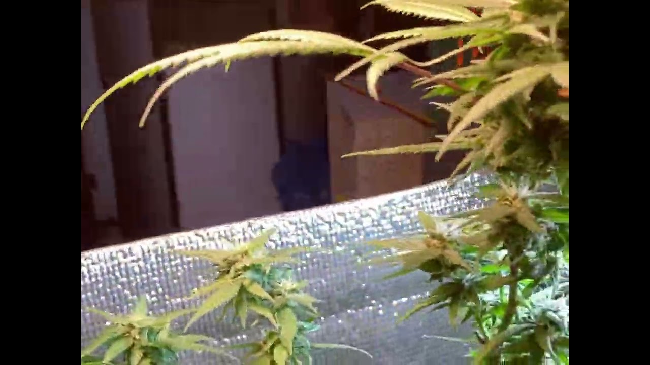 OG.Holy grail kush DNA From Thailand