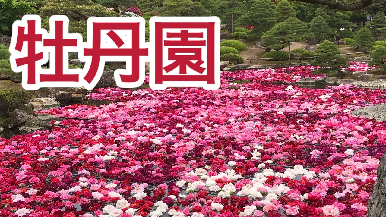 【ぼたん園】ボタンを見に行きました！由志園　大根島　牡丹　池泉牡丹