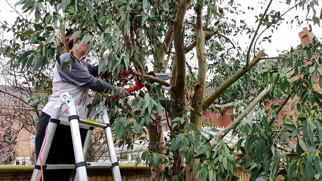 Tree cutting with the Black and Decker Powered Alligator Lopper