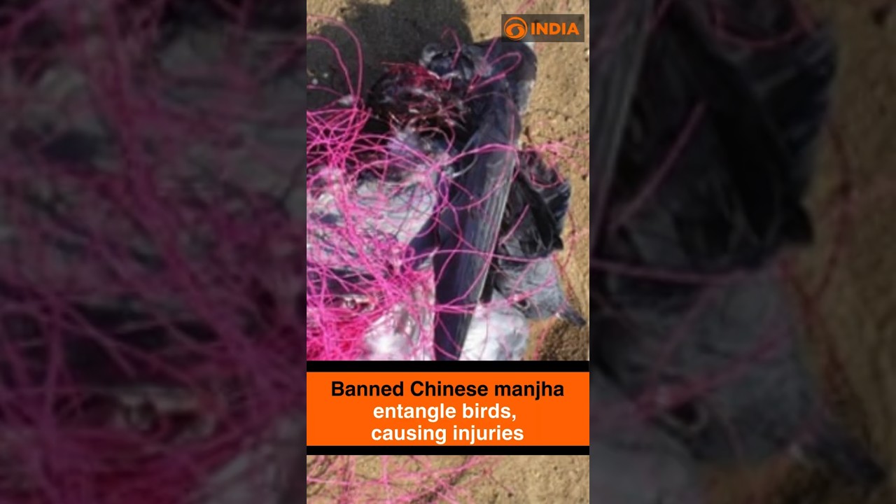 Banned Chinese manjha entangle birds, causing injuries