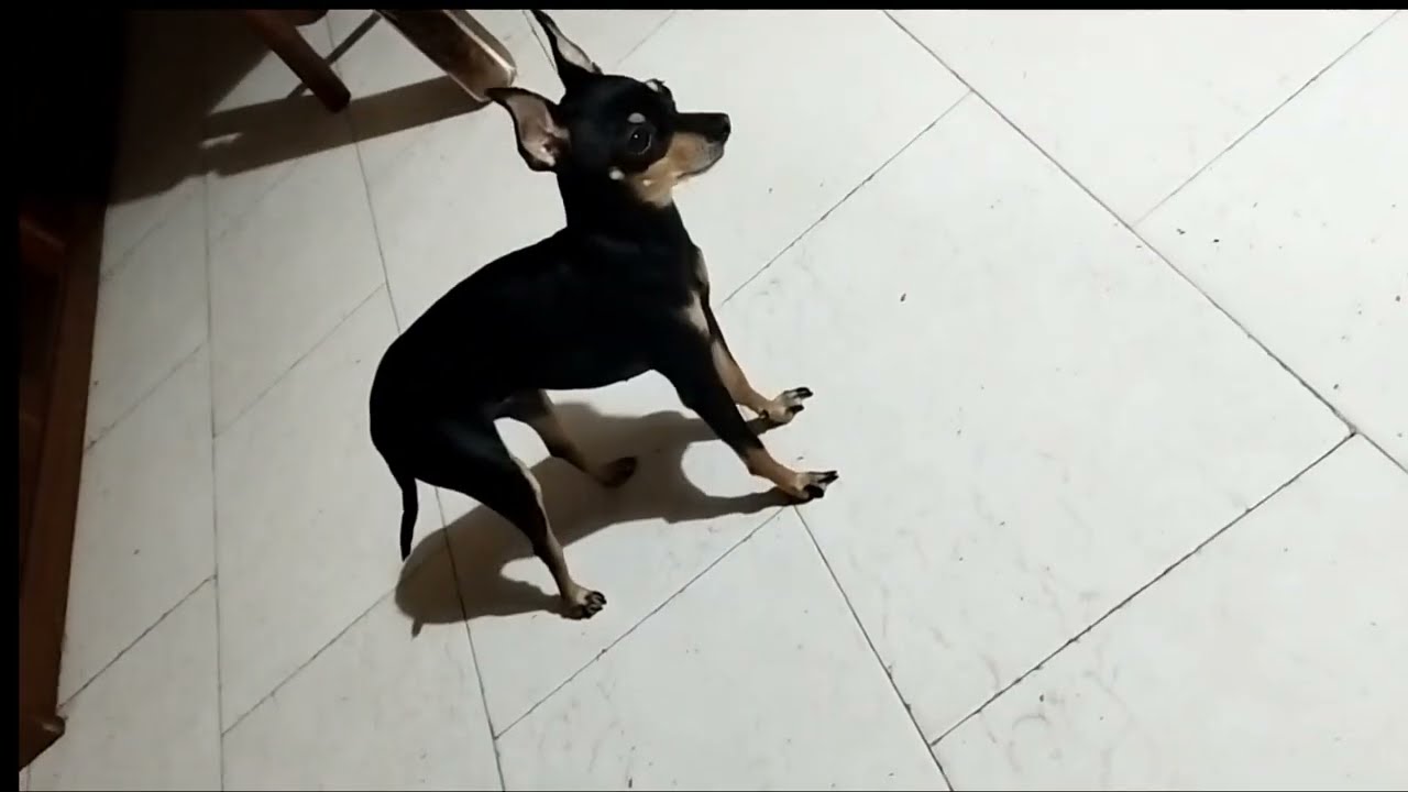 la bella vita di stellina spensierata 😂
