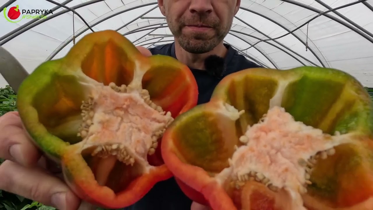 Nawożenie papryki w trakcie zbiorów. Co jeszcze warto zrobić?