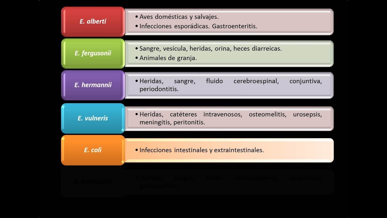 Dominio Bacteria: Phylum Proteobacteria 26 - Gammaproteobacteria - Enterobacteriaceae -Escherichia