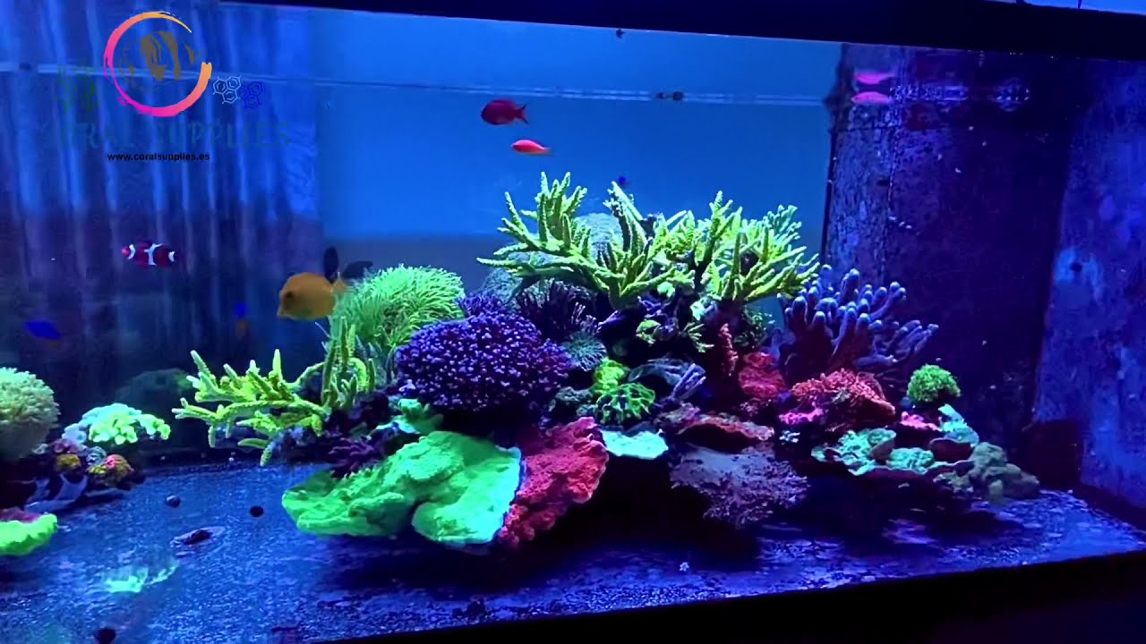 Reefdorphine stairs to...