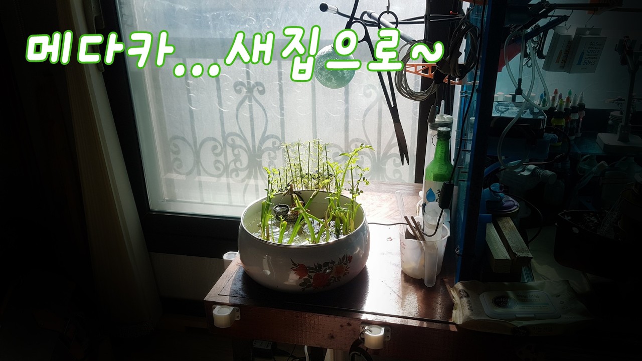 메다카...새집으로~