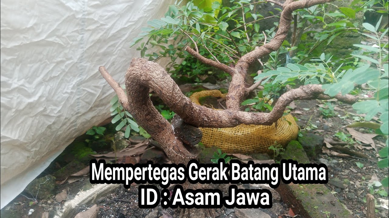 Memberi Kepastian Alur Gerak Batang Utama