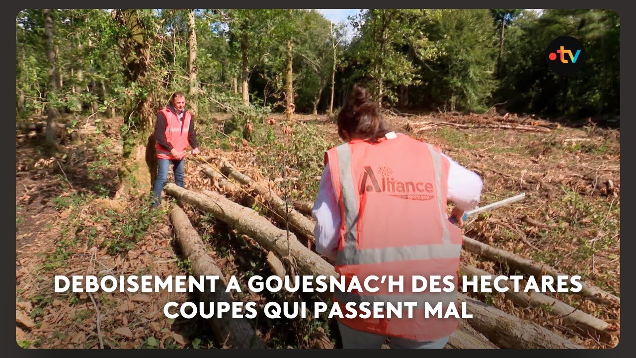 Déboisement à Gouesnac'h : des hectares coupés qui passent mal