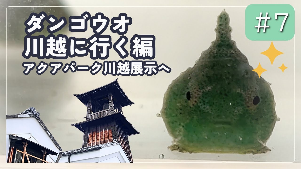 【報告】ついに埼玉の川越でダンゴウオが展示されます！Finally, the blobfish will be exhibited in Kawagoe, Saitama!