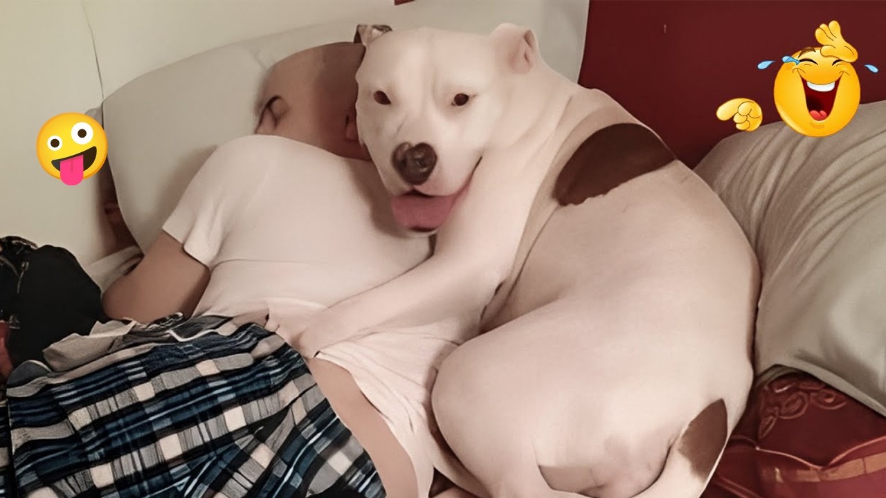 I Tried Not to Laugh… These Dogs Ruined It 😂🐶 | Funny Dogs 2026 #51