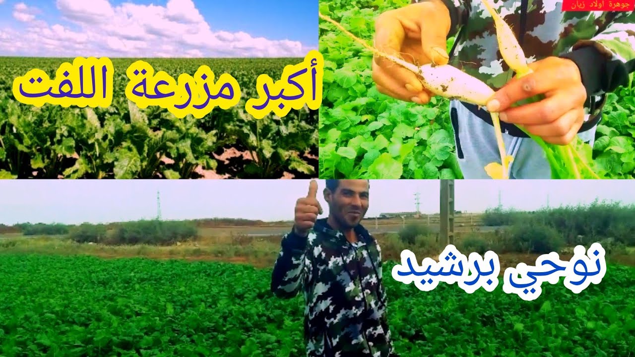 شاهد...معنا /أكبر مزرعة🏡اللفت نوحي برشيد