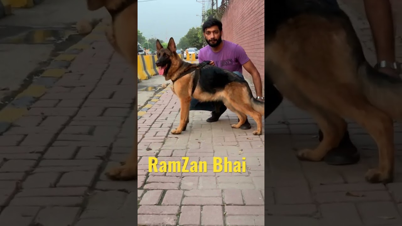 Ramzan Bhai | tollinton market lahore  #dogs #dogsbreeds #forsale #ramzanbhai #tollintonmarket