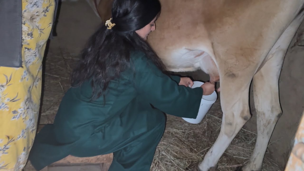 पहली बार गाय का दूध निकाला 🐄🥛
