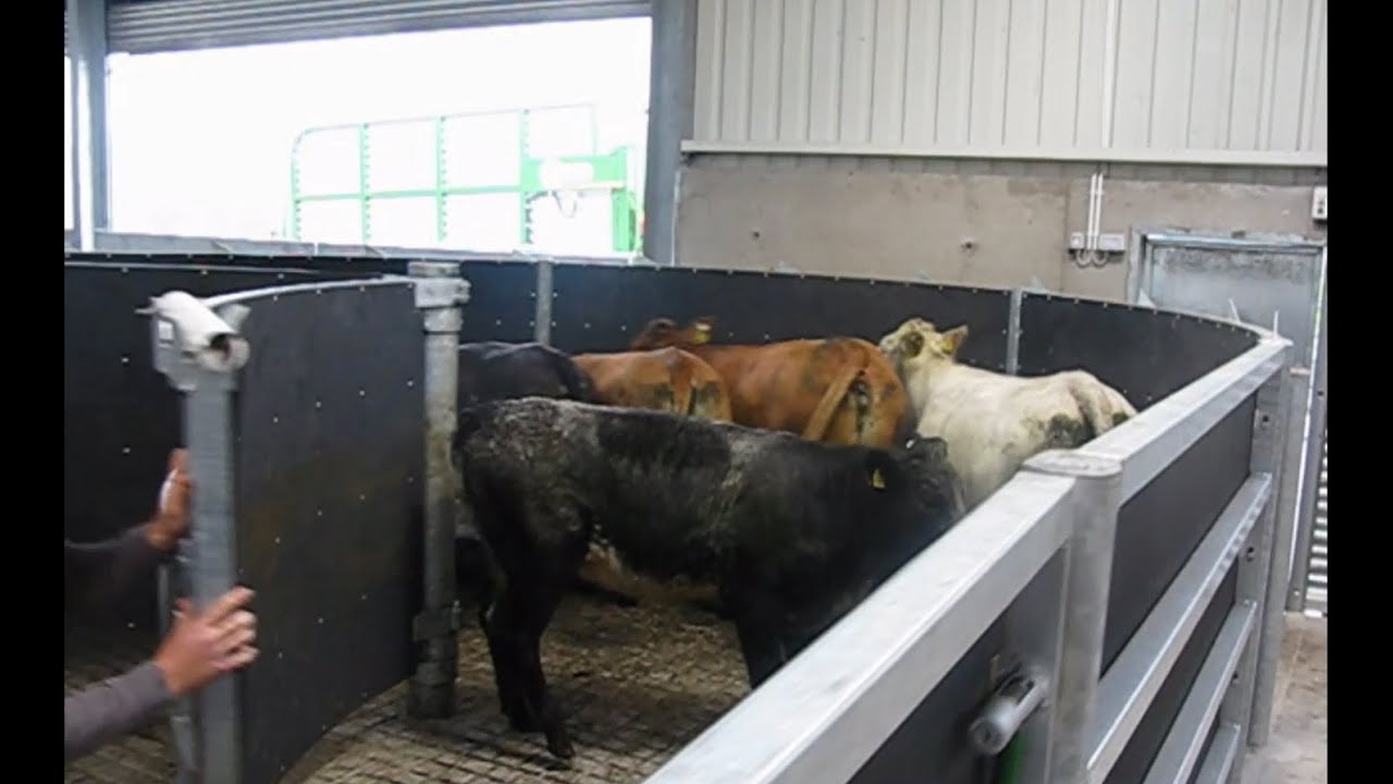 Curved cattle handling unit